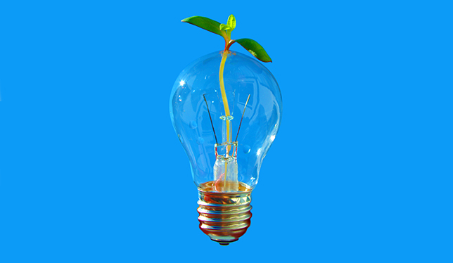 Light bulb with small plant growing out the glass