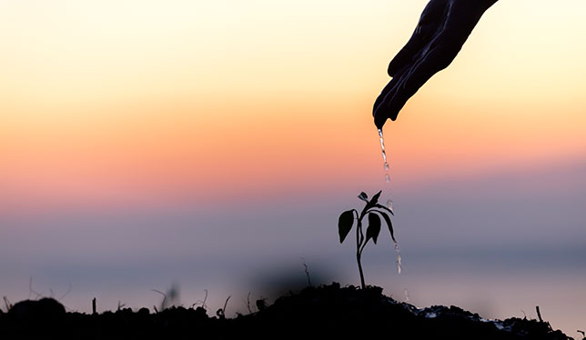 Une plante seule reçoit quelques gouttes d'eau.