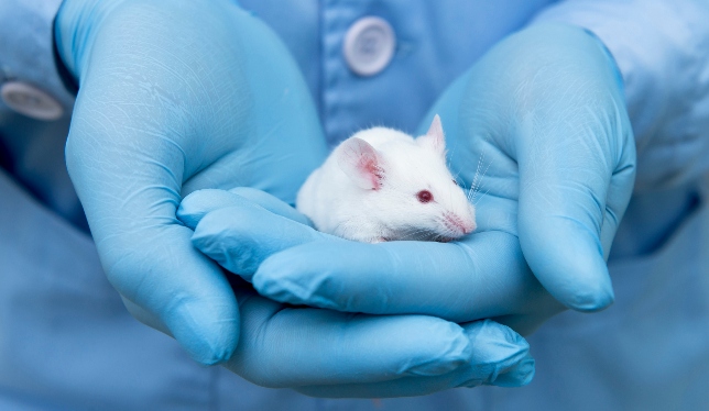 rat in hands